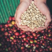 Green Coffee Ternyata Berkhasiat untuk Turunkan Berat Badan, Ini Manfaat Lainnya!