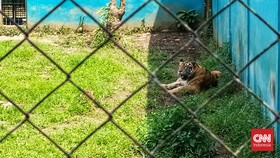 Menteri LHK soal 5 Harimau Mati di Medan Zoo: Dibina dan Diawasi Dulu