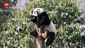 VIDEO: Gemasnya Panda Lucu Tertidur di Dahan Pohon