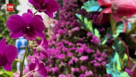 VIDEO: Pesona Warna-warni Anggrek di New York Botanical Garden