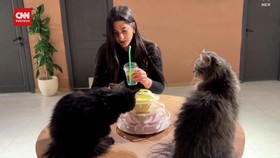 VIDEO: Nikmat Meneguk Kopi Ditemani Para Anabul di Kafe Kucing Irak