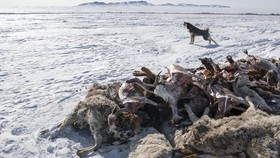 FOTO: Matinya Jutaan Ternak ulah Dzud Mongolia