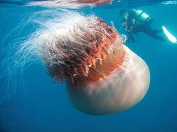 Tanggal 3 November 2025 Memperingati Hari Apa? Ramaikan 5 Perayaan Ini