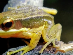 Katak di India Ditumbuhi Jamur Tubuhnya