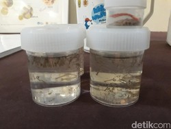 Dinkes DKI Sebar Nyamuk Wolbachia untuk Tekan DBD Awal Oktober