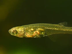 Danionella, Ikan Kecil yang Suaranya Ngalahin Pesawat