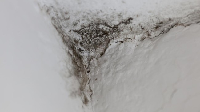 Jika ada black mold di tembok atau atap, jangan sepelekan. Jamur ini bisa menyebabkan berbagai masalah kesehatan.