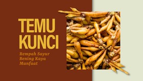 INFOGRAFIS: Temu Kunci, Rempah Sayur Bening Kaya Manfaat