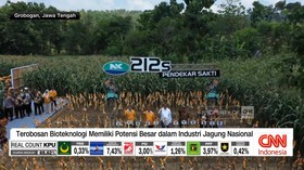 VIDEO: Panen Jagung Bioteknologi