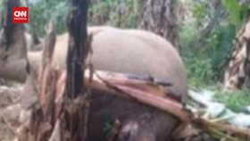 VIDEO: Gajah Sumatera Mati Tersengat Listrik di Kebun Warga