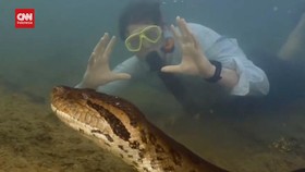 VIDEO: Pakar Temukan Anakonda Spesies Terbaru di Sungai Amazon