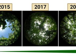 Hutan Pulau di Pasifik Pulih Usai Diamuk Angin Topan 2015, Ini Prosesnya