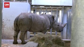 VIDEO: Kebun Binatang Paris Sambut Bayi Badak Betina, D'Ora