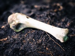 Gua Surga yang Menyimpan Ratusan Tulang Mammoth dan Sisa Prasejarah