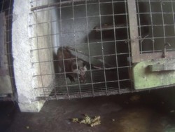 Nasib Miris Musang di Balik Moncernya Wisata Kopi Luwak di Bali
