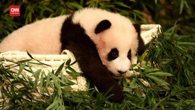 VIDEO: Momen Perpisahan Panda di Korsel Sebelum 'Mudik' ke China