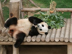 Universitas di China Ini Buka Kelas Khusus Belajar Panda Raksasa