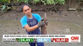 VIDEO: Budi Daya Ikan Lele Bawa Cuan