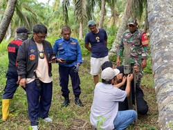 2 Harimau Terekam Kamera Trap di Siak, Diduga Sempat Mangsa Sapi Warga