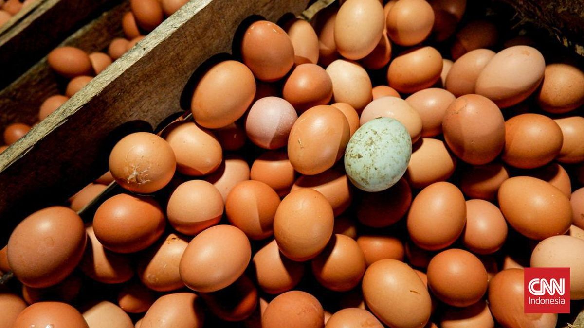 Rutin Konsumsi Telur Menurunkan Risiko Mati Muda, Bikin Umur Panjang
