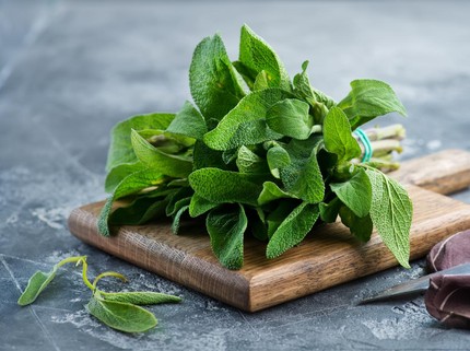 7 Daun Penurun Panas & Pereda Batuk Alami dan Efektif, Redakan Sakit Tanpa Obat