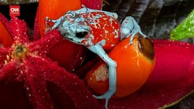 VIDEO: Ratusan Katak Korban Penyelundupan Dilepasliarkan di Kolombia