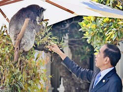 Momen Jokowi Beri Makan Koala di Sela Makan Siang KTT ASEAN-Australia