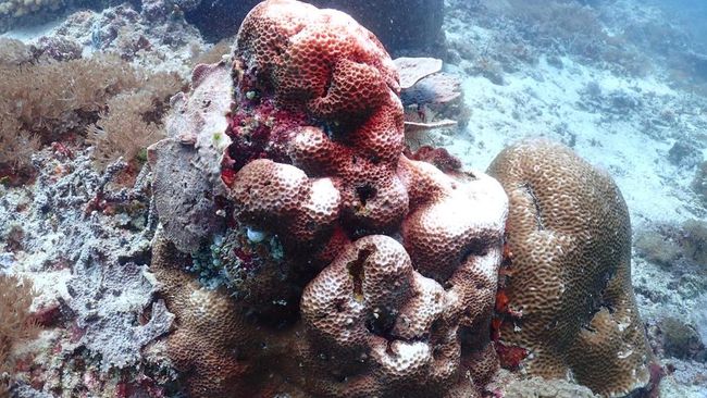 Misterius! Karang di Laut RI Tiba-Tiba Memutih, Ada Apa?