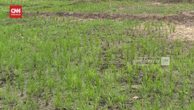 VIDEO: Genjot Produksi Padi, Mentan Amran Bakal Sulap Rawa Jadi Sawah
