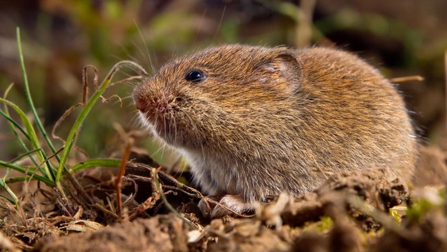 Para pakar AS mengungkap rahasia kesetiaan dalam perkawinan monogami terdapat pada tikus padang rumput. Simak rinciannya berikut.
