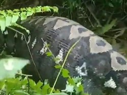 Nasib Piton 7 Meter di Polman Perut Dibelah Usai Telan Sapi Warga