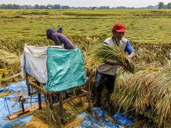 Kesal ke Pengusaha Penggilingan, Prabowo: Jangan Korbankan Petani!
