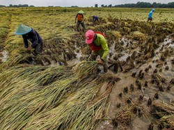 Bapanas Proyeksi Produksi Beras Januari-Maret Capai 8,6 Juta Ton