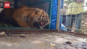 VIDEO: 2 Harimau Sematera Dilepas Liarkan di TNGL