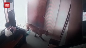 VIDEO: Rekaman CCTV Bocah India Berhasil Kabur dari Macan Tutul