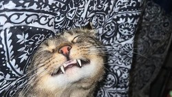 Viral Ibu di Filipina Makan Kucing Saat Hamil, Begini Kondisi Sang Bayi