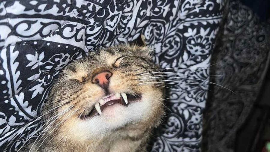 Tingkah Konyol Kucing yang Bikin Good Mood