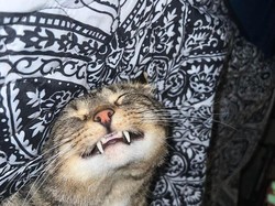 Viral Ibu di Filipina Makan Kucing Saat Hamil, Begini Kondisi Sang Bayi