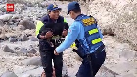 VIDEO: Detik-detik Anjing Diselamatkan dari Derasnya Sungai di Peru