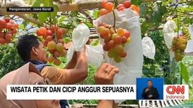 VIDEO: Melihat Wisata Petik Dan Cicip Anggur Sepuasnya