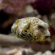 5 Fakta Menarik Ikan Buntal, Hewan Imut yang Ternyata Beracun dan Mematikan