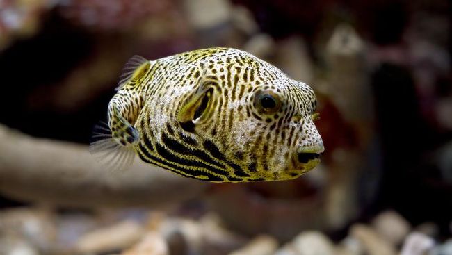 5 Ikan Beracun di Dunia yang Tidak Boleh Dikonsumsi, Ada yang Sebabkan ...