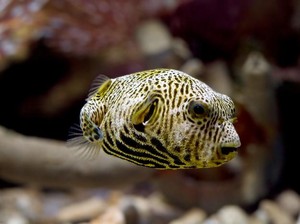 5 Ikan Beracun di Dunia yang Tidak Boleh Dikonsumsi, Ada yang Sebabkan Kematian