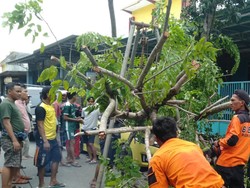 Pohon Tumbang Timpa Honda Jazz Saat Hujan Angin Kencang Landa Pamekasan
