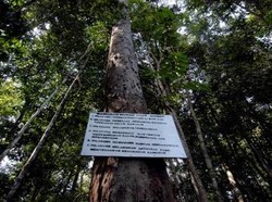 Menteri Iklim Norwegia Puji RI Akui 1,4 Juta Ha Hutan Adat: Transformatif