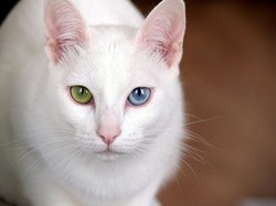 Perkenalkan Khao Manee, Ras Kucing Langka Asal Thailand