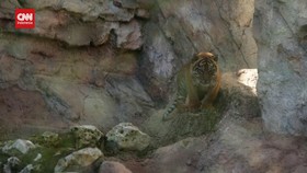 VIDEO: Perkenalan Bayi Harimau Sumatera di Kebun Binatang Roma