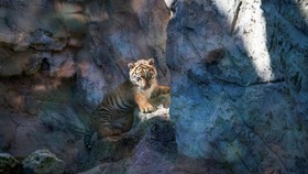 FOTO: Anak Harimau Sumatra Lahir di Kebun Binatang Roma