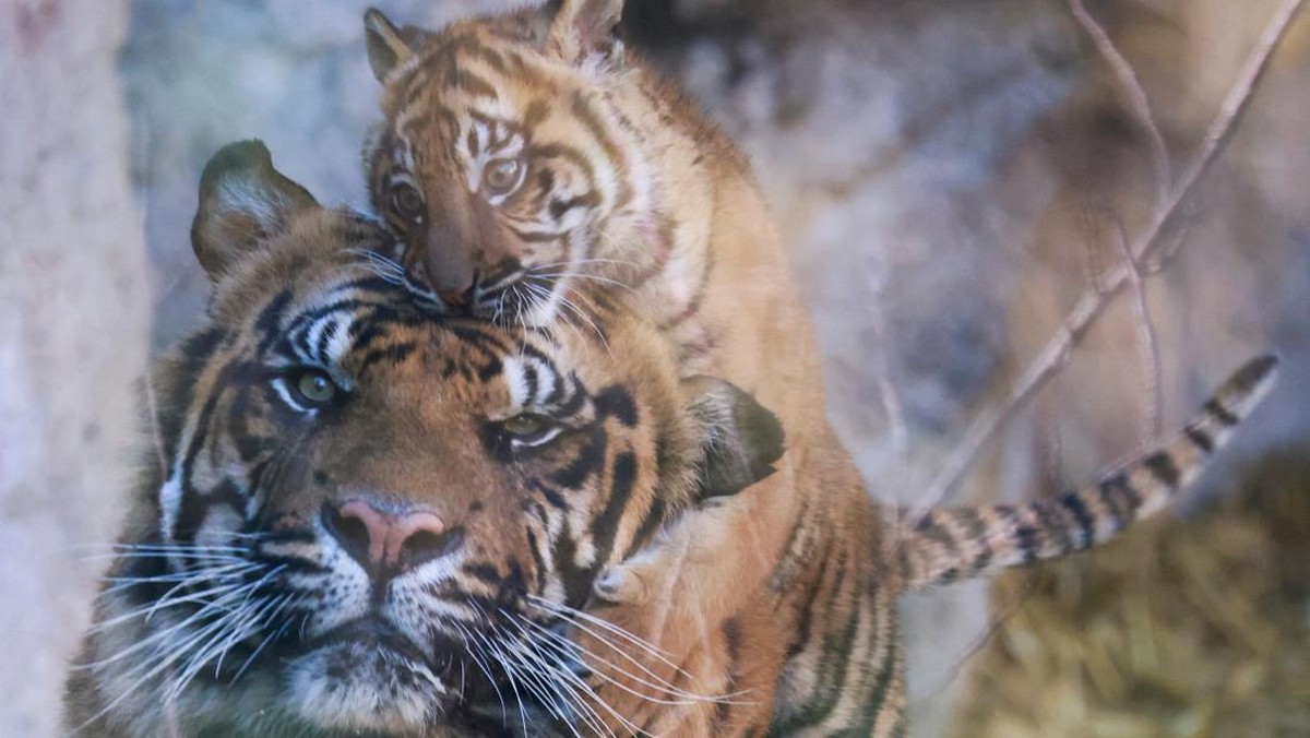 FOTO: Anak Harimau Sumatra Lahir di Kebun Binatang Roma