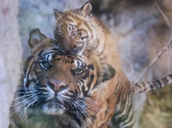 6 Kucing Paling Langka di Dunia, Dua dari Indonesia